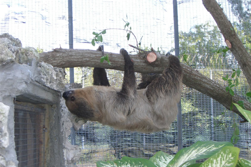 The Sheriff’s Animal Farm – Key West