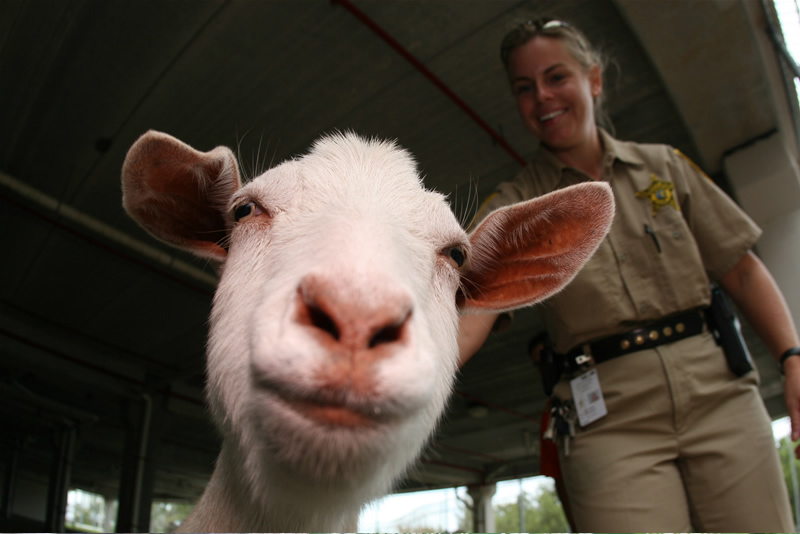 The Sheriff’s Animal Farm – Key West
